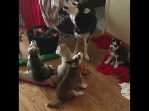 Husky ensinando filhotes a uivar é a coisa mais fofa que você vai ver! - Clube para Cachorros - Husky ensinando filhotes a uivar é a coisa mais fofa que você vai ver! - Clube para Cachorros