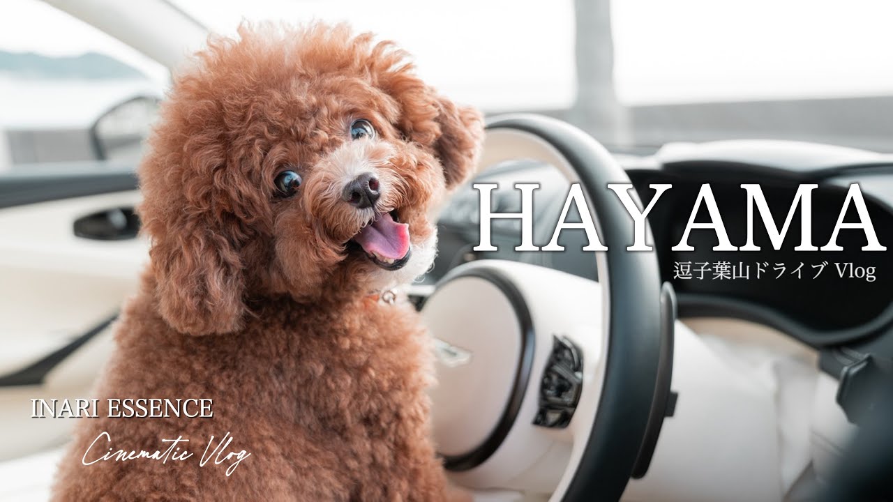 逗子葉山へアストンマーティンでドライブ｜愛犬と行ける絶品カフェ2選｜森戸神社と海辺を散策｜30代 独身 × トイプードル いなり【4K Cinematic Vlog】