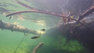 Exploring PNW River with GoPro Hero4 Underwater Video of Trout