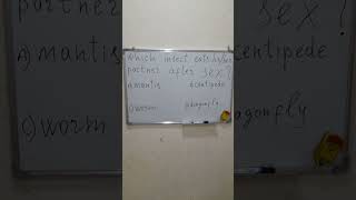 Katil Böcek Killer Insect