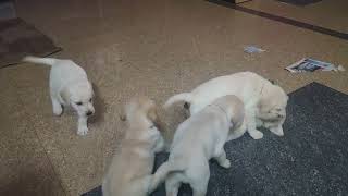 Labrador Retriever Puppies by CutePuppiesVideos 662 views 1 year ago 1 minute, 23 seconds