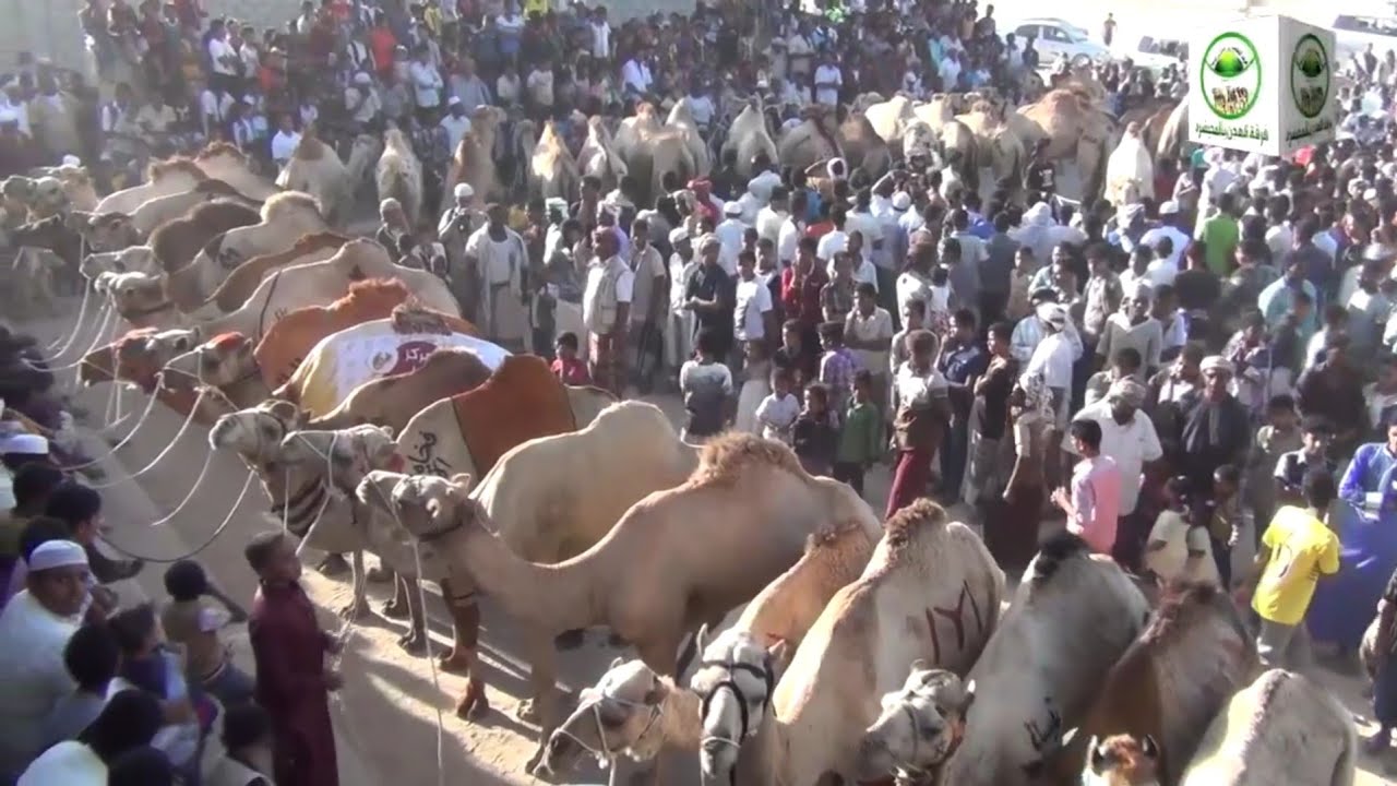 تزيين الجمال بالحناء عصر يوم 5 شعبان للاستعداد لزيارة نبي الله هود عليه السلام