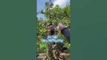230 triệu cho cây Khế bonsai cổ thụ đẹp tại Nhơn Trạch|Quả Thơm TV