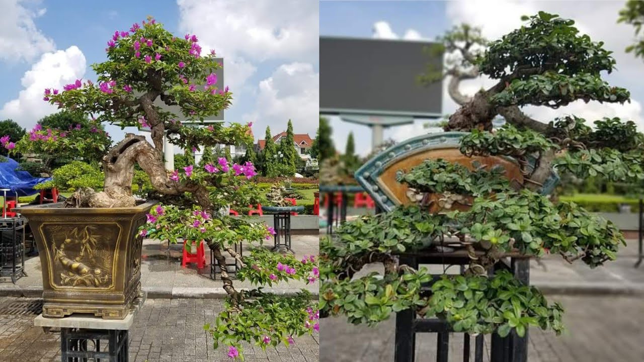 KUMPULAN INSPIRASI BONSAI THAILAND | part 2