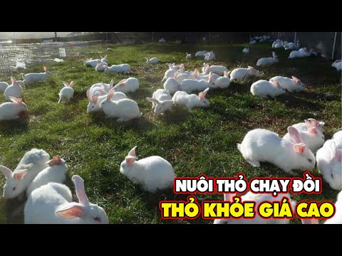 Video: Làm thế nào để đảm bảo con chó của bạn vẫn ổn sau khi sinh