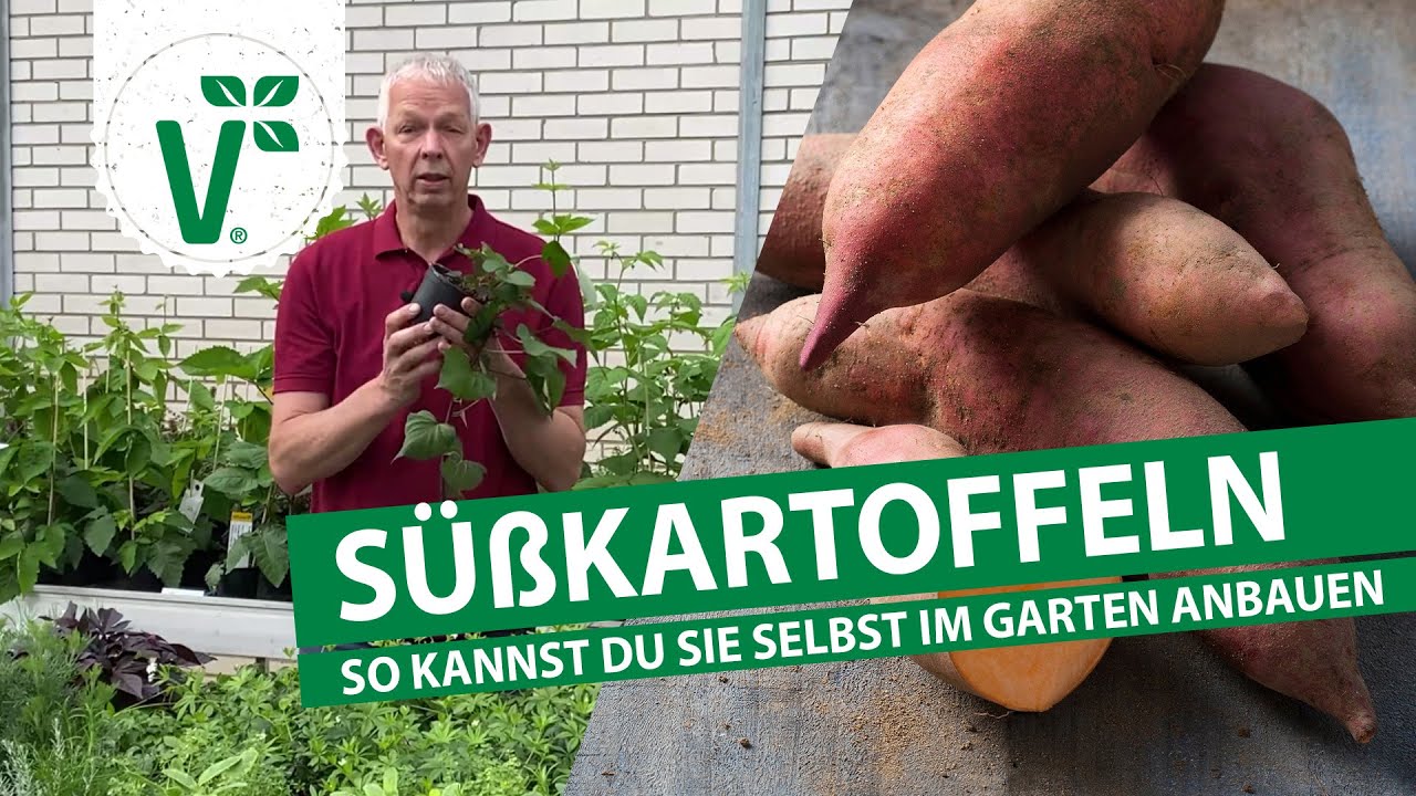 Skartoffel - So kannst Du sie selbst anbauen!