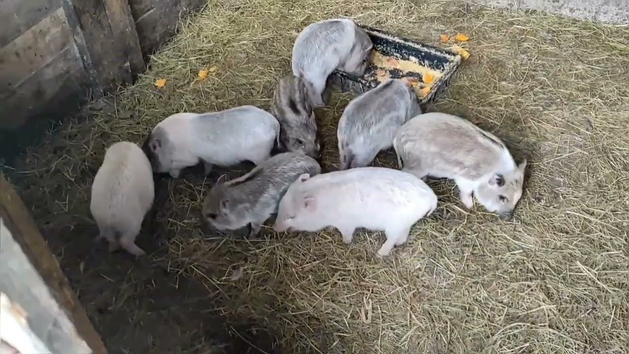 Кто устроил себе ночлег. Наши гуляния. Кормим поросят