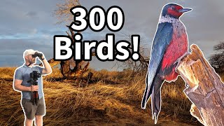 Finding my 300th life bird! Top 5 lifer moments screenshot 5