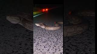 Giant carpet python  #python #hiss