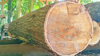 sawing heavy, hard acacia wood full of fine old fibers