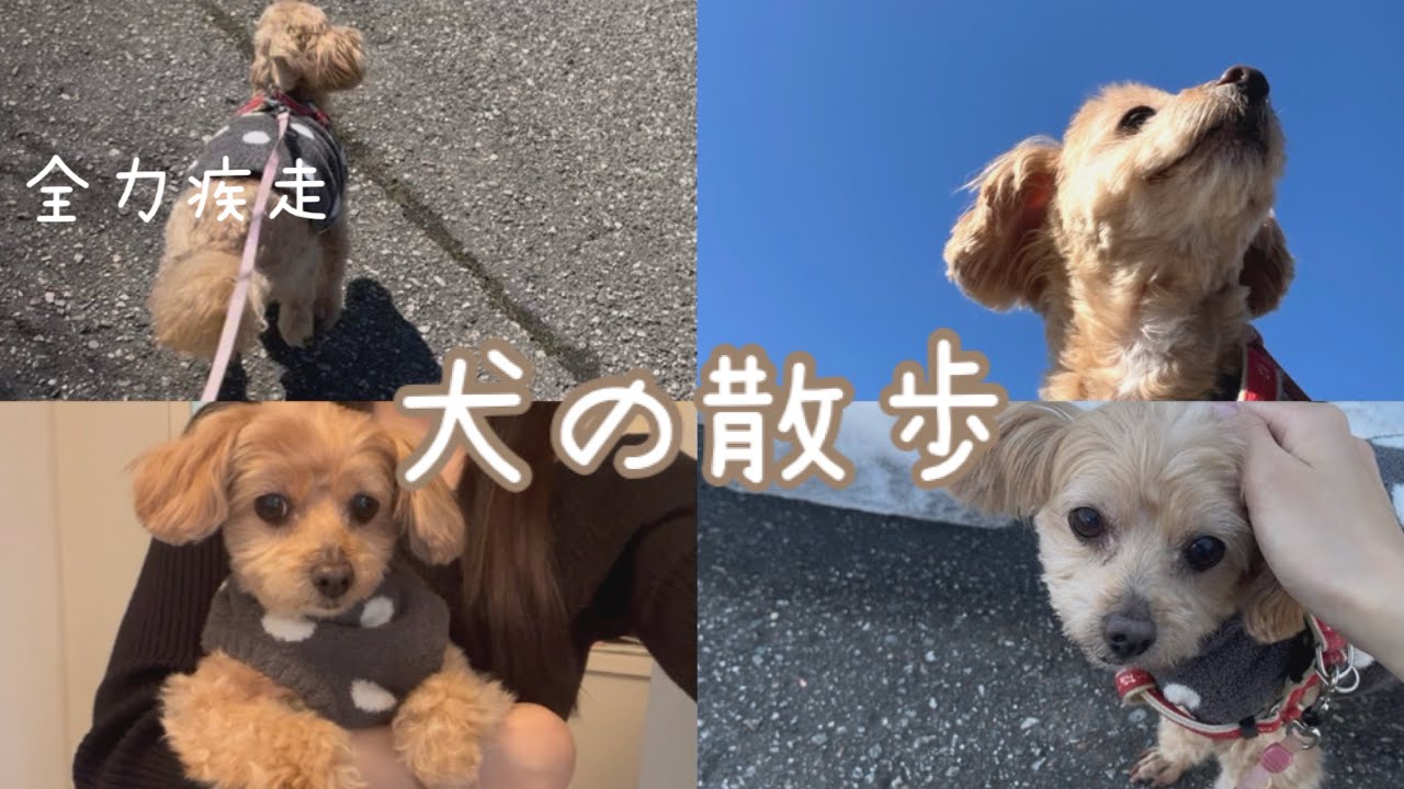 帰り道、全力疾走な犬の散歩🐕