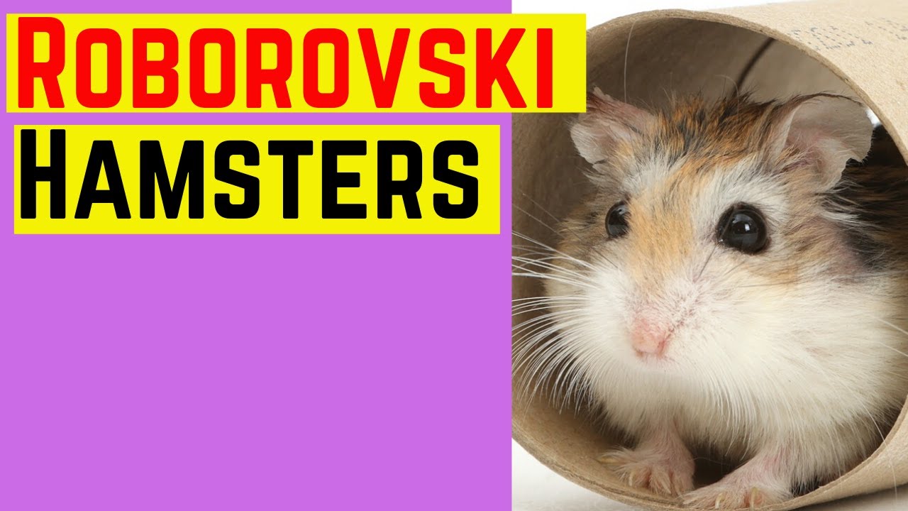 Roborovski Hamsters ♥️♥️