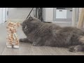 かわいい子猫ちゃんが遊びにきたにゃ