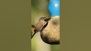 The House Wren: A Tiny Bird with a Big Voice!