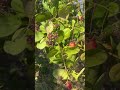 Cashew nuts just arrival #farming #cashew #tree #farm #grow