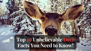 Top 10 Unbelievable Deer Facts You Need to Know!