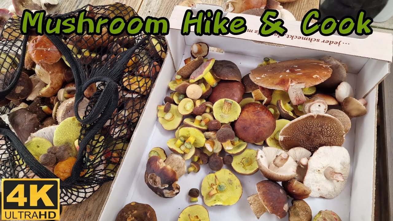 Mushroom hunting 🍄 Easy fried mushroom cooking recipe. Autumn forest