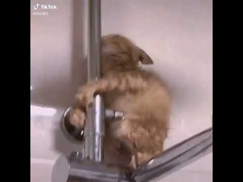 Cats are so funny PART 1160 FUNNY CAT VIDEOS TIK TOK