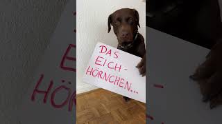 DAS GROßE EICHHÖRNCHEN-FINALE...