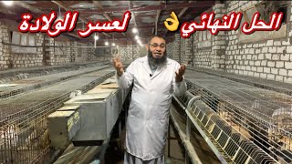 الحل النهائي  لتعسر ولاده الأرنبه | مع أرانب البركة