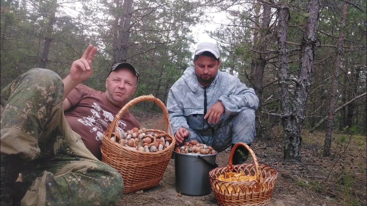 Мы собирали грибы подосиновики размером с палец. - YouTube
