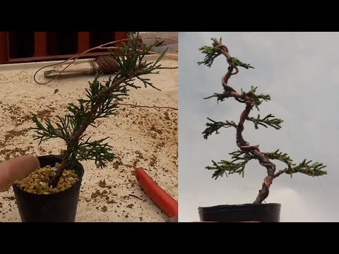 Japanese cypress cuttings grown for the third year as