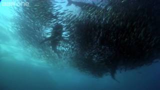 HD: Underwater Armageddon - Nature's Great Events: The Great Tide - BBC