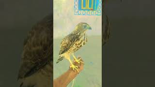 Falcon sikra 🦅 Falcon sparrow hawak and Bashah sikra youtubeshorts falcon subscribe #short video