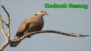 Kuckuck Geräusch Kuckuck Gesang Sound