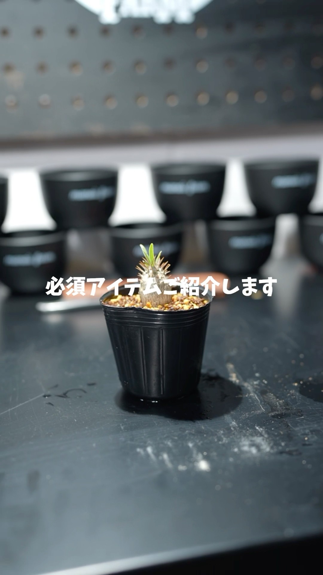 植物を枯らさない必須アイテム #塊根植物#グラキリス#アガベ - YouTube