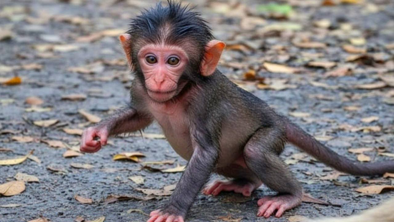 🔴LIVE: Beautiful & Heart-Touching Moment Between Baby Monkey and Loving Mom 🐒❤️
