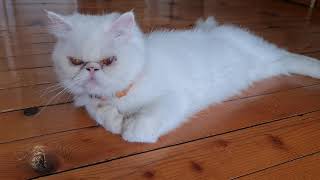 Müezza | Kızçe | ölüm tarihi 15 haziran 2021