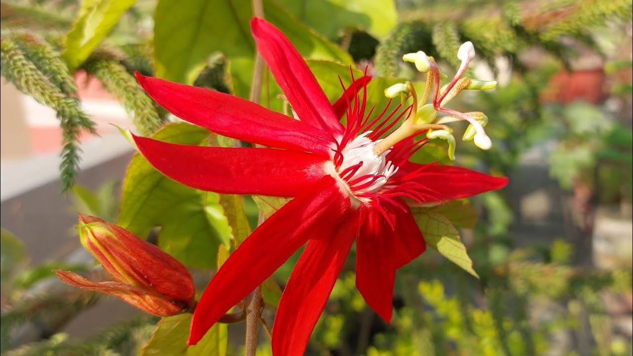 Passion Flower Grow and Care tips... 08/01/2023 YouTube