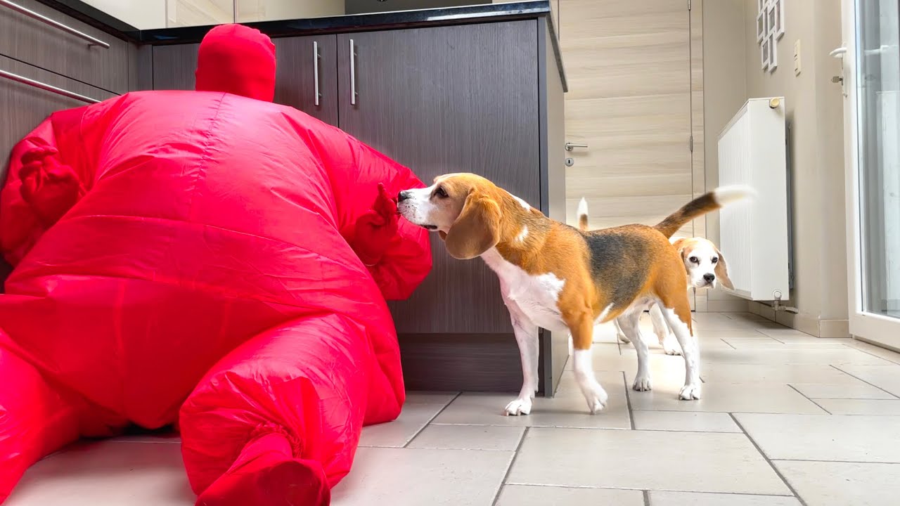 Dogs Dances w/Red Chub Suit Man : Funny Dog Louie