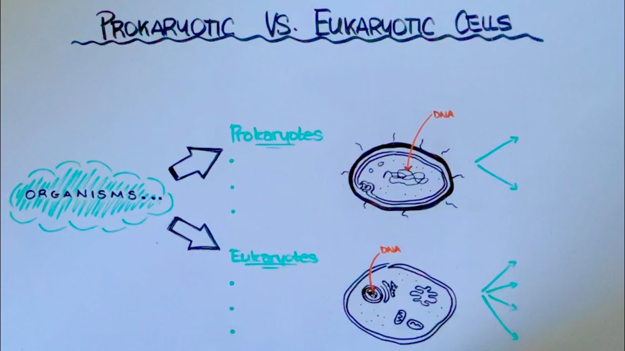 Prokaryotic vs. Eukaryotic Cells - YouTube