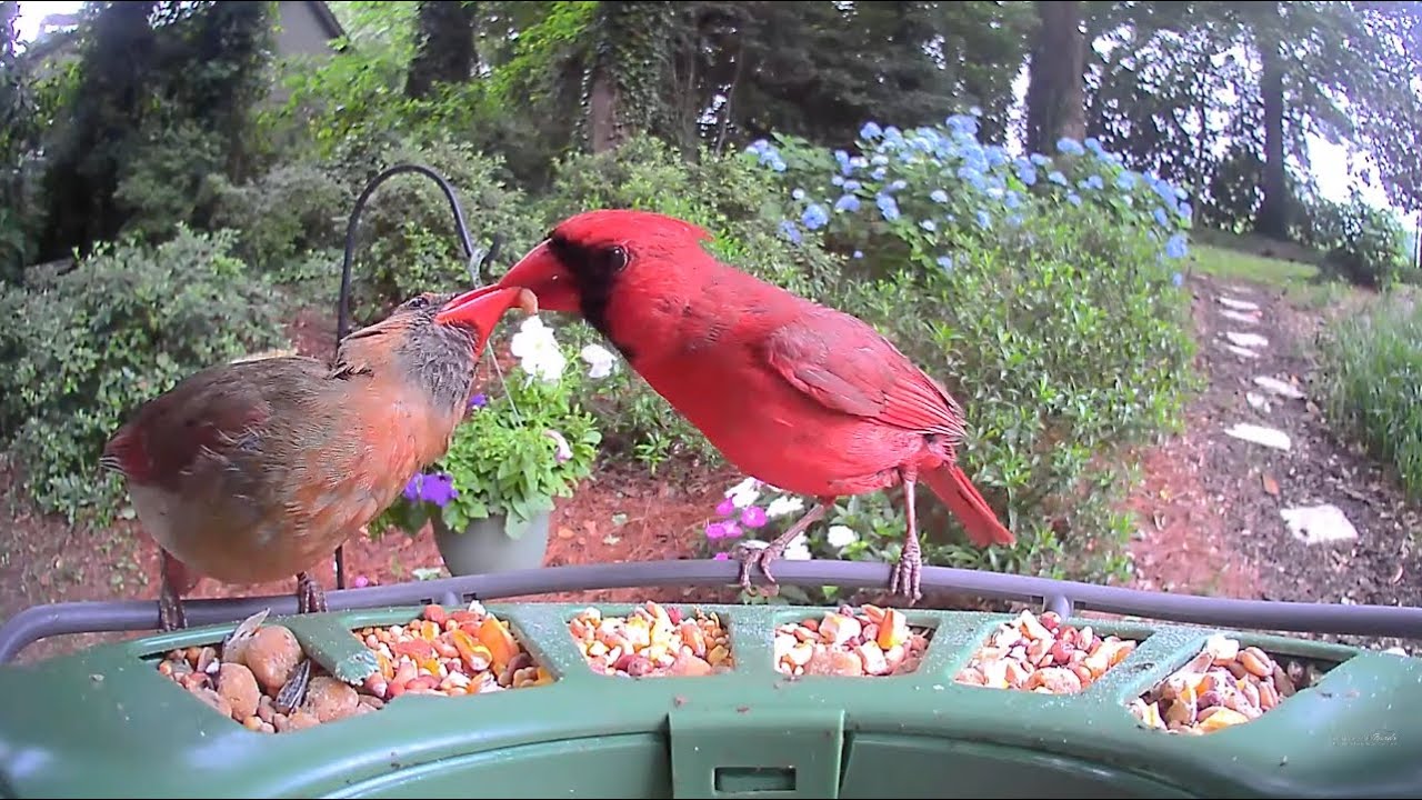 LIVE Backyard Bird Feeder 🐦 Real-Time Bird Watching | Birdfy Pro 2