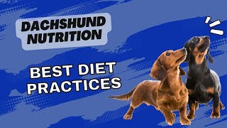Dachshund Nutrition: Best Diet Practices