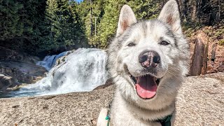 Can My Husky Still Do A 10 Mile Hike? Can The Rest Of Us?