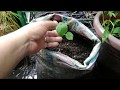 Paano Magtanim ng Okra sa Container (Growing Okra in Container)-English Caption