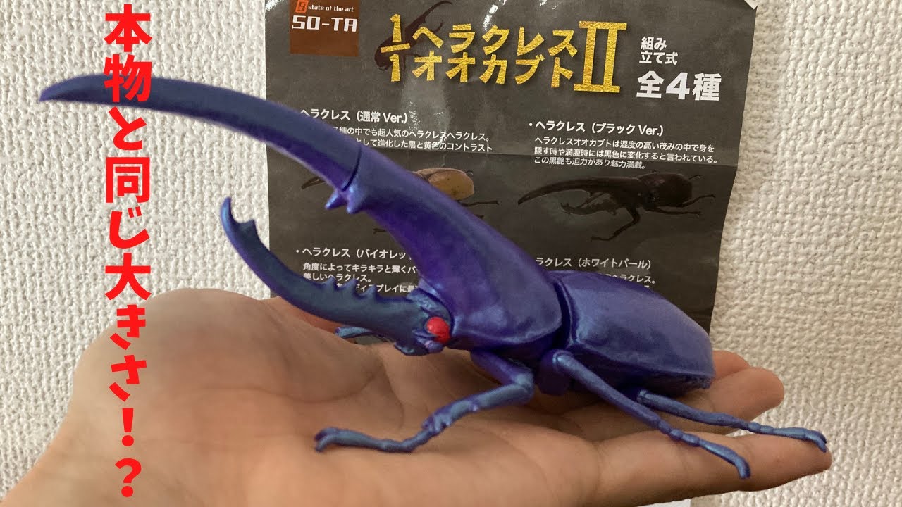 Gacha Gacha] The same size as the real thing!? A realistic