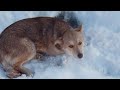 🔴Сбитый щенок лежал сутки на снегу и плакал 😱😭 а все ехали мимо😠saving a puppy