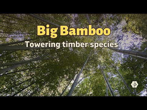 Big Bamboo: Towering timber species