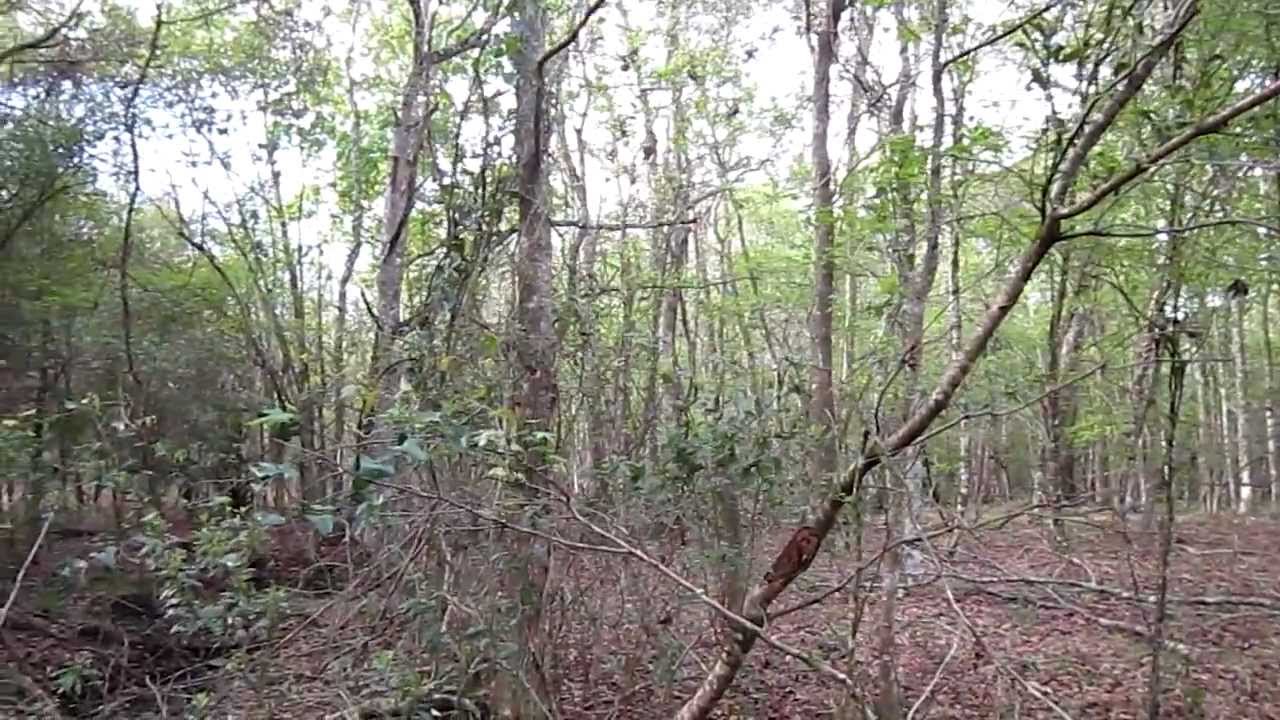 indian mounds in florida Cypress Creek Preserve Sounds of the Forest