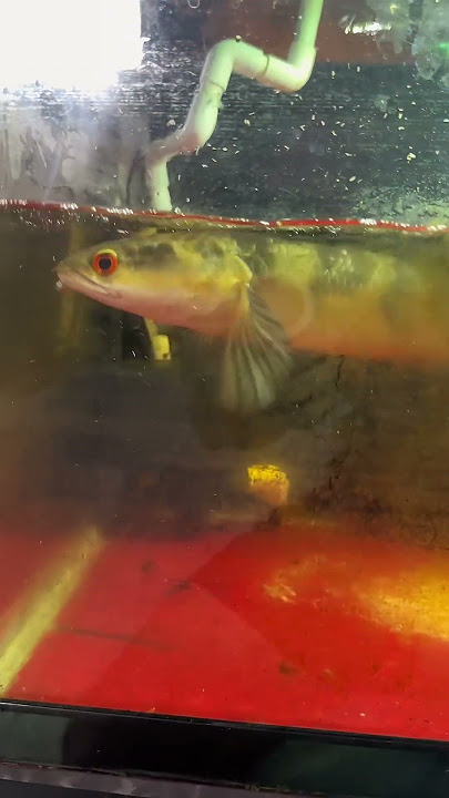 https://vt.tiktok.com/ZSB8s1Nfk/ #cabaymau #guppy #channa #caloc #caloccanh #cacanh #meloccanh