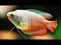 Dwarf Gourami Care Guide Amazing Aquarium Fish