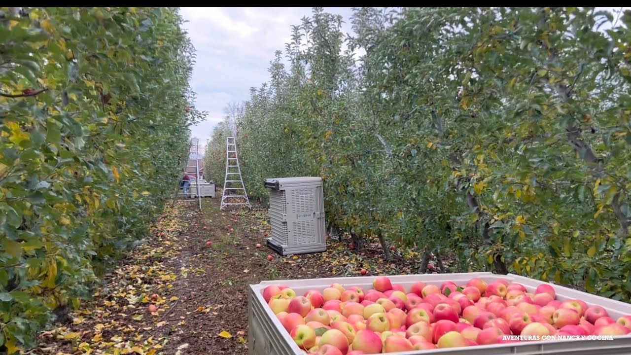  La ultima manzana de la temporada 