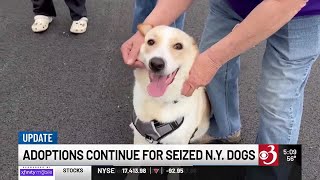 Adoptions underway for dogs seized from North Country rescue operation