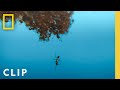 Fire Ants in the Pool | A Real Bug&#39;s Life | National Geographic