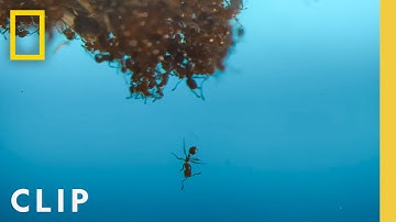 Fire Ants in the Pool | A Real Bug