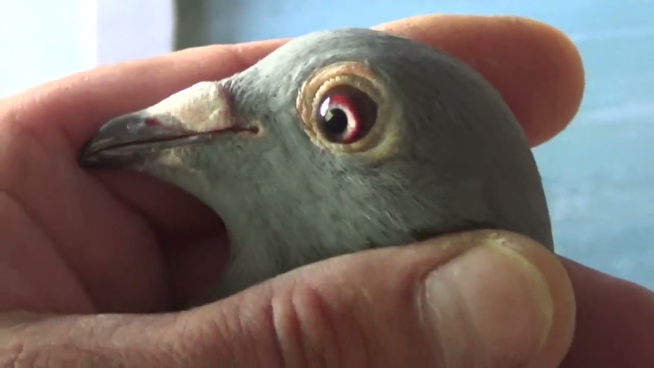 Columbofil dl Vali Caloian Urziceni Romania femele de zbor 11 iulie 2024